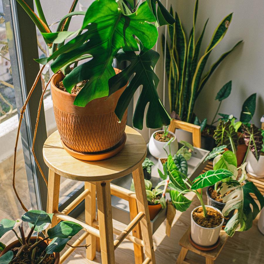 The four trendiest plants to have in your home