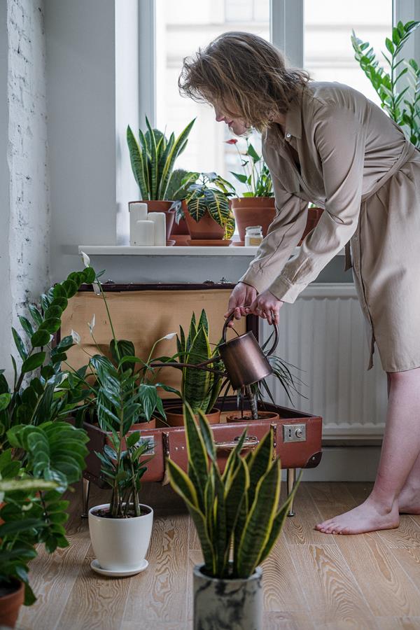 These plants effectively purify the air in your home