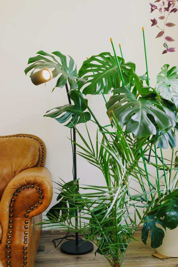 These plants effectively purify the air in your home